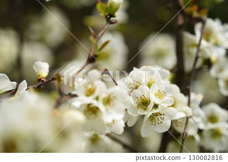 White blurred flowers 130082816