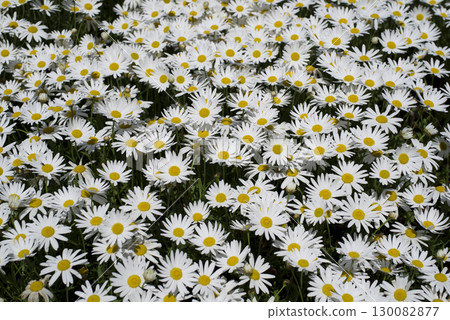 The flowers of the North Pole in the park are in full bloom. White flowers are densely blooming. 130082877