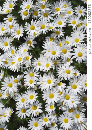 公園中北極的花朵盛開。白花密密麻麻地盛開。 130082878