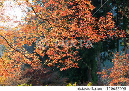 A mountain that turned red leaves 130082906
