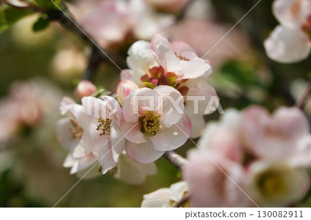 淡粉紅色的日本木瓜花 淡粉紅色的日本木瓜花 130082911