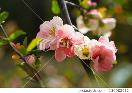 淡粉紅色的日本木瓜花 淡粉紅色的日本木瓜花 130082912