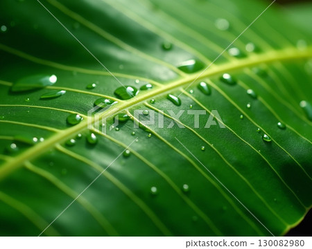 Close-Up Bright Green Tropical Leaf with Water Droplets Natural Background Close-Up Bright Green Tropical Leaf with Water Droplets Natural Background 130082980