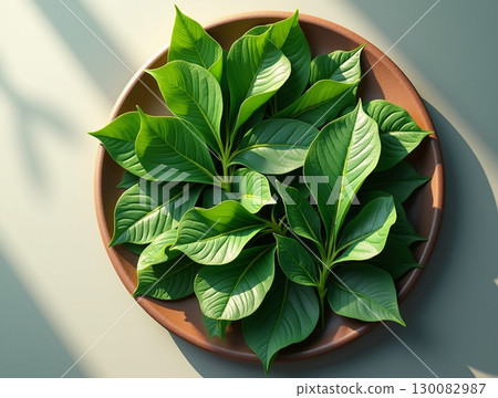 Minimalist Bright Green Foliage in Brown Plate Indoor Still Life 130082987