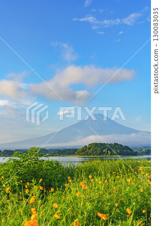 [Yamanashi Prefecture] Lake Kawaguchi and Mt. Fuji, Oishi Park (Fujikawaguchiko Town), and Mt. Fuji in Summer (August) 130083035