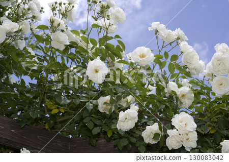 White roses are in bloom in the rose garden. The name of this rose is Iceberg (Schnewigen). 130083042