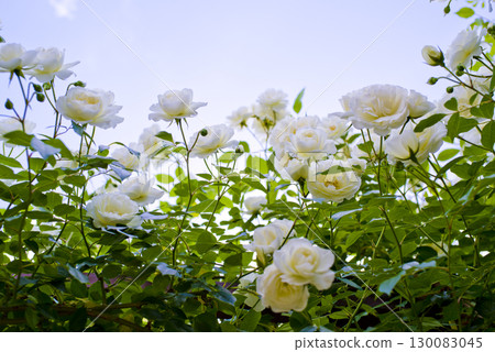 白玫瑰在玫瑰園中盛開。這朵玫瑰的名字叫冰山（Schnewigen）。 130083045