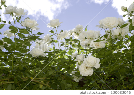 白玫瑰在玫瑰園中盛開。這朵玫瑰的名字叫冰山（Schnewigen）。 130083046