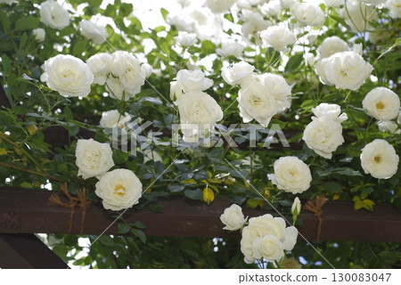 白玫瑰在玫瑰園中盛開。這朵玫瑰的名字叫冰山（Schnewigen）。 130083047