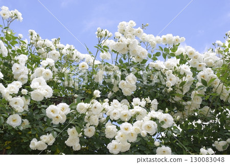 White roses are in bloom in the rose garden. The name of this rose is Iceberg (Schnewigen). 130083048