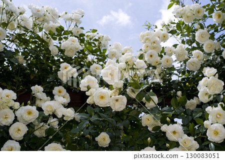 White roses are in bloom in the rose garden. The name of this rose is Iceberg (Schnewigen). 130083051