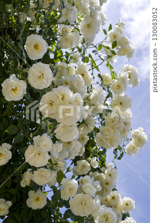 White roses are in bloom in the rose garden. The name of this rose is Iceberg (Schnewigen). White roses are in bloom in the rose garden. The name of this rose is Iceberg (Schnewigen). 130083052