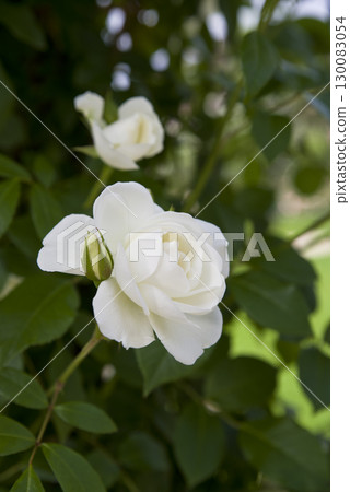 White roses are in bloom in the rose garden. The name of this rose is Iceberg (Schnewigen). White roses are in bloom in the rose garden. The name of this rose is Iceberg (Schnewigen). 130083054