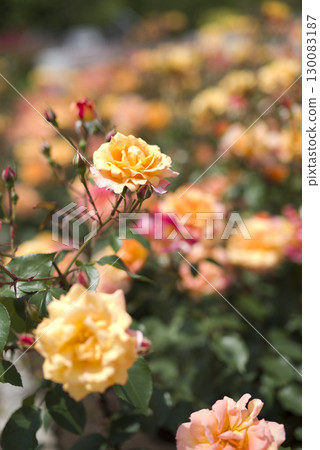 Red and yellow roses are in bloom in the rose garden. The name of this rose is Subneil de Anne Frank. 130083187