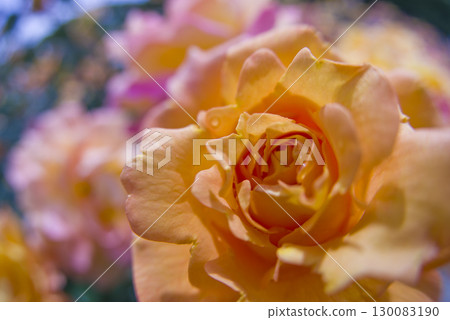 紅色和黃色的玫瑰盛開在玫瑰花園裡。這朵玫瑰的名字叫Subneil de Anne Frank。 130083190