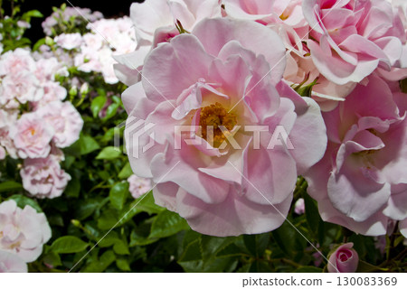 Pink and white roses are in bloom in the rose garden. The name of this rose is Cerezo. 130083369