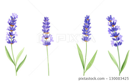 Bright purple lavender field isolated on white background. Bright purple lavender field isolated on white background. 130083425