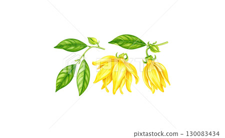 Bright illustration of colorful leaves isolated on white background. 130083434