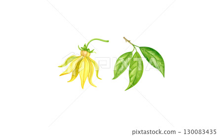 Bright illustration of colorful leaves isolated on white background. 130083435