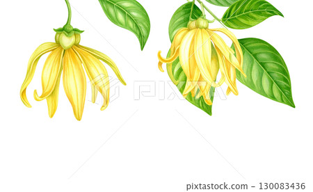 Bright illustration of colorful leaves isolated on white background. Bright illustration of colorful leaves isolated on white background. 130083436