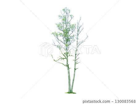 Trees for architectural perspective: birch tree split into two 130083568