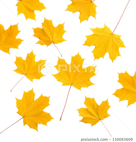 Vibrant illustration of colorful autumn maple leaves isolated on white background. 130083609