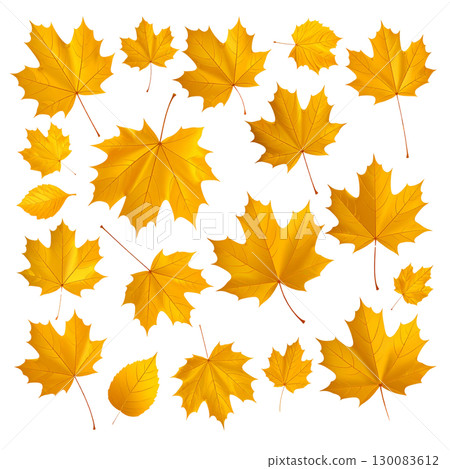 Vibrant illustration of colorful autumn maple leaves isolated on white background. 130083612