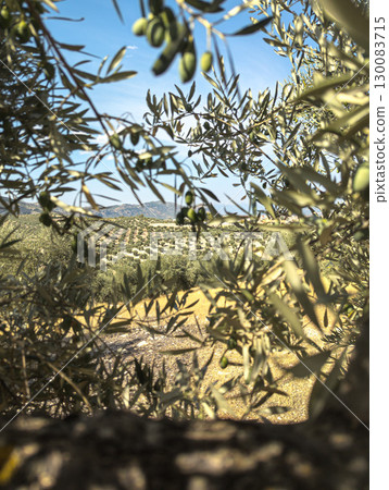 Olive tree branch with green olives in Mediterranean farmland 130083715
