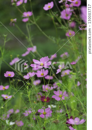 Pink cosmos blooming in the cosmos field 130083717