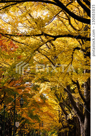 Beautiful autumn scenery of ginkgo trees at Hokkaido University 130083835