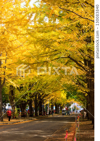 北海道大學銀杏樹的秋季美景 北海道大學銀杏樹的秋季美景 130083840