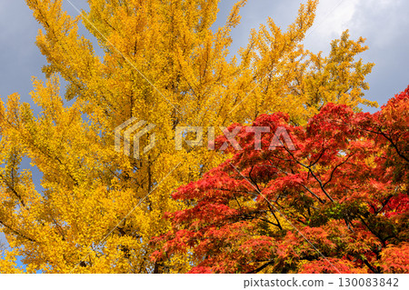 北海道大學銀杏樹的秋季美景 北海道大學銀杏樹的秋季美景 130083842