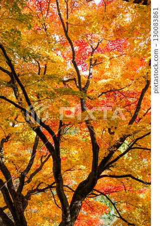北海道大學銀杏樹的秋季美景 130083861