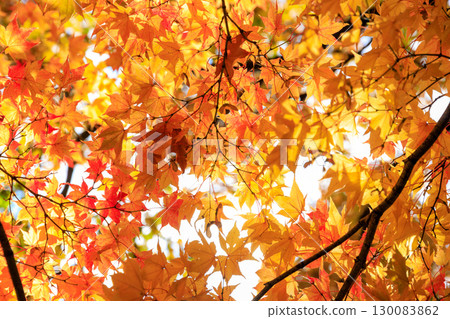 北海道大學銀杏樹的秋季美景 130083862