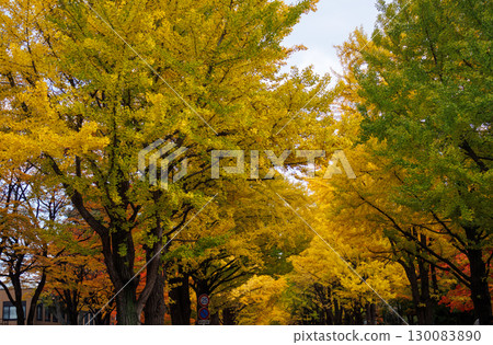 Beautiful autumn scenery of ginkgo trees at Hokkaido University Beautiful autumn scenery of ginkgo trees at Hokkaido University 130083890