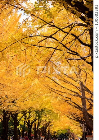 北海道大學銀杏樹的秋季美景 130083893