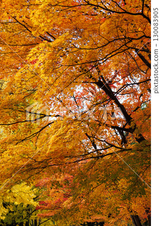 Beautiful autumn scenery of ginkgo trees at Hokkaido University 130083905