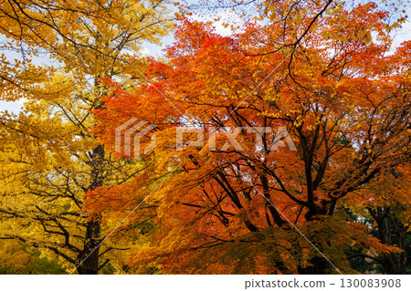 Beautiful autumn scenery of ginkgo trees at Hokkaido University 130083908