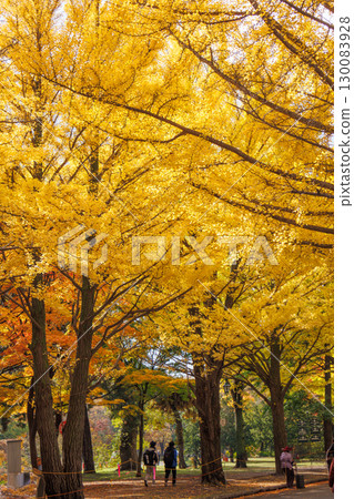 北海道大學銀杏樹的秋季美景 130083928