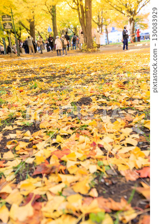 北海道大學銀杏樹的秋季美景 北海道大學銀杏樹的秋季美景 130083929