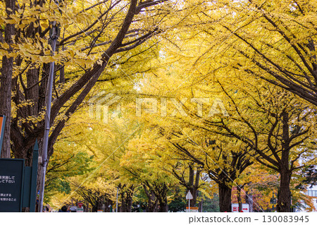 Beautiful autumn scenery of ginkgo trees at Hokkaido University 130083945