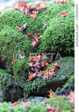 moss and fallen leaves 130084047