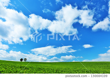 Hokkaido summer blue sky and parent-child tree 130084109