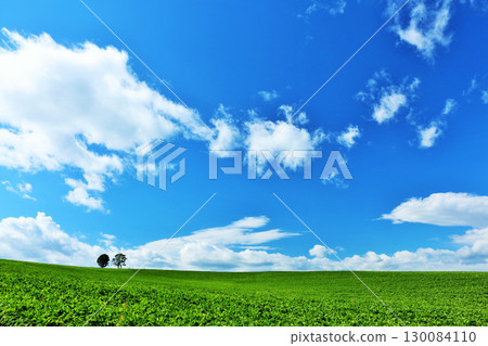 Hokkaido summer blue sky and parent-child tree 130084110