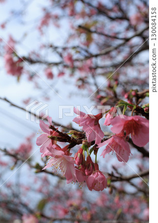 Cherry blossoms taken on a sunny spring day 130084158