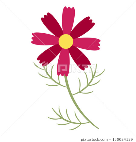 Deep red cosmos flowers 130084159