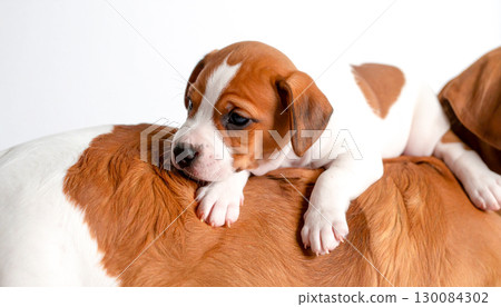 一隻小獵犬躺在媽媽的背上休息——生成式人工智慧 130084302