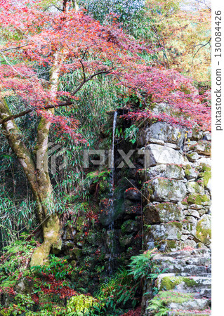 Mossy rocks with flowing water (fallen autumn leaves) 130084426
