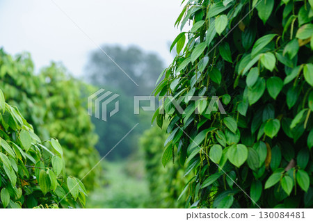 Black pepper fruits grow on tree in garden Black pepper fruits grow on tree in garden 130084481