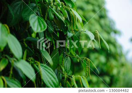 Black pepper fruits grow on tree in garden 130084482